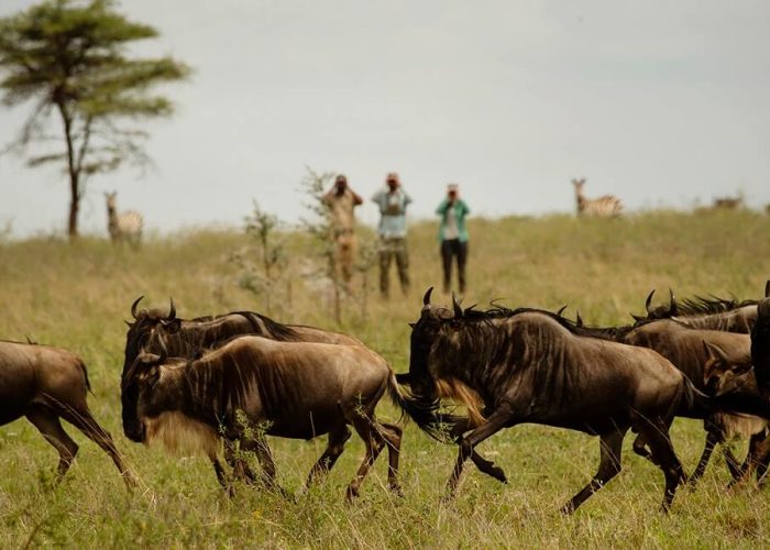 wildebeests