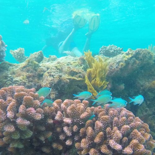 zanziabar Island-Activities-Snorkelling