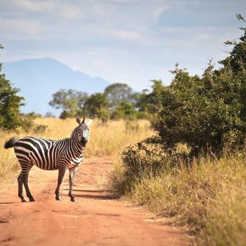 zebra in serengeti