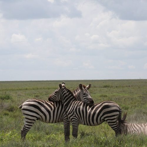 zebra safari (1) (1)